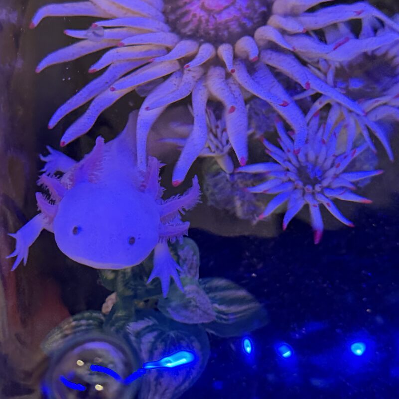 White axolotl swimming near a coral-style decoration
