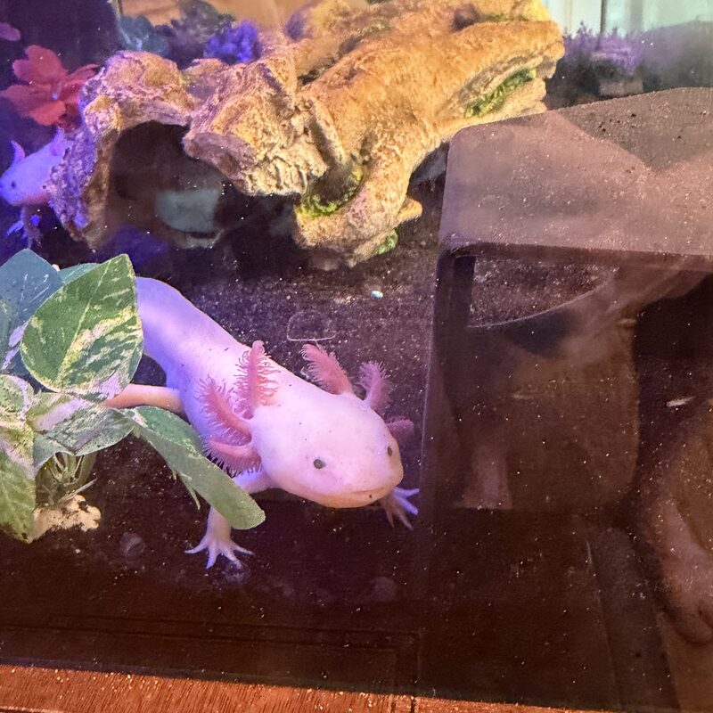 Pink axolotl resting on a green leaf in the family tank