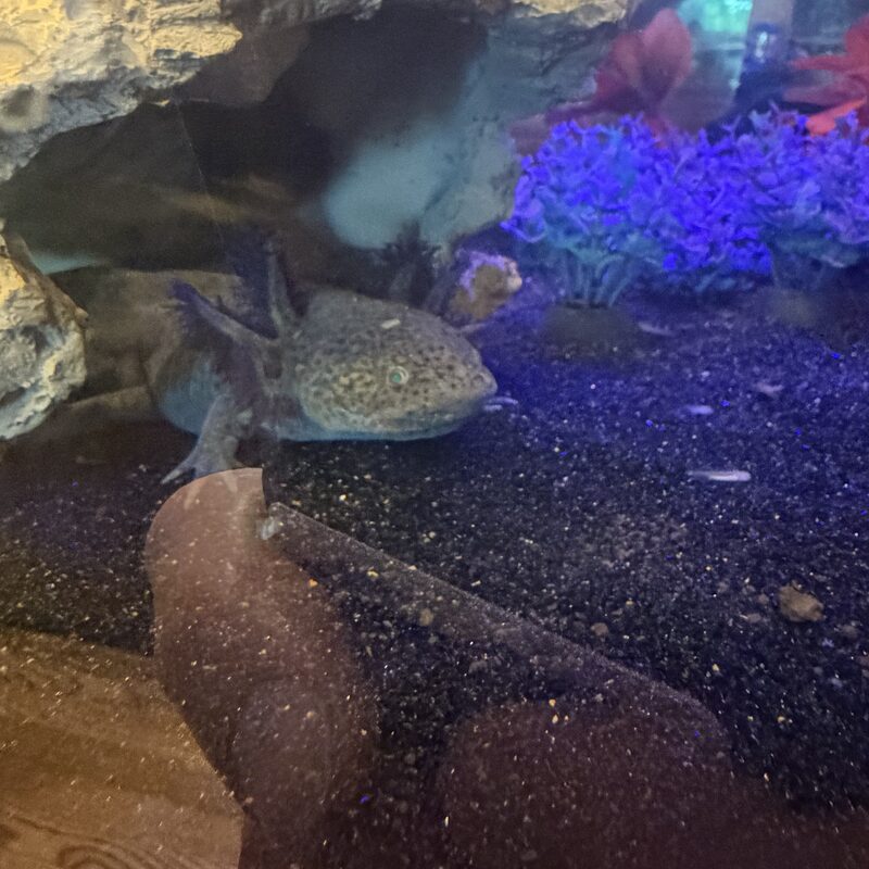 Wild-type axolotl with speckled markings, our gentle giant
